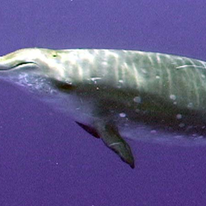 Foto de perfil de Fernanda Garcia