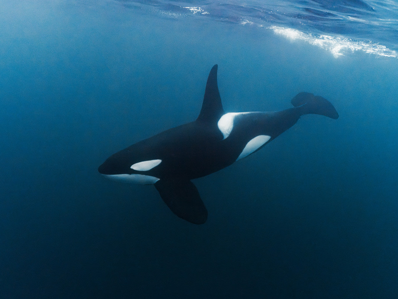 Foto 1 de Killer Whale