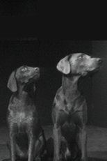 Two Dogs & Ball (Dog Duet)