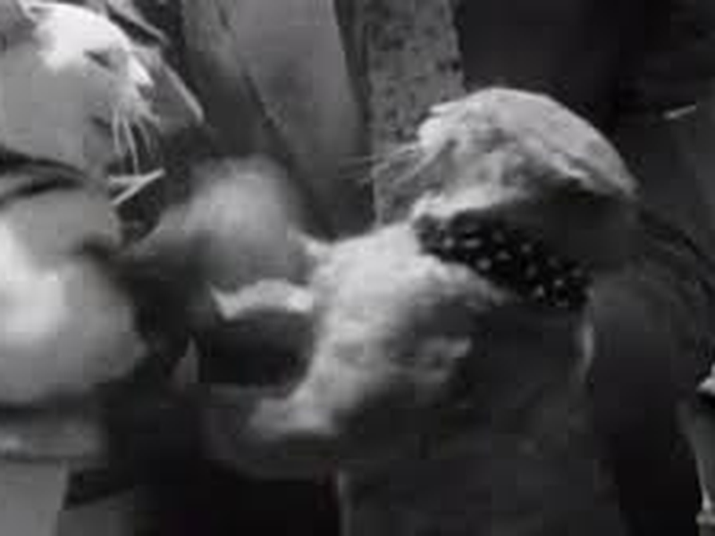 Foto 5 de Crazy Animals