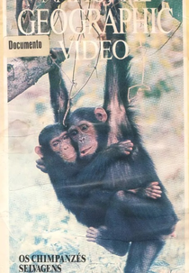 National Geographic Vídeo - Os Chipanzés Selvagens (Among the Wild Chimpanzees)