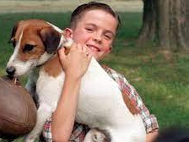 Foto 3 de Meu Cachorro Skip