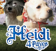 Heidi 4 Paws