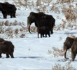 A Mammoth Undertaking