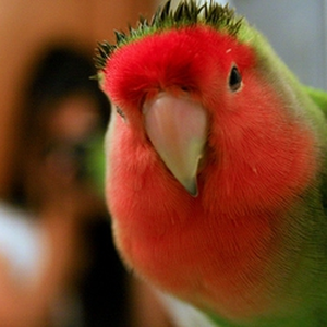 Foto de perfil de Monalisa