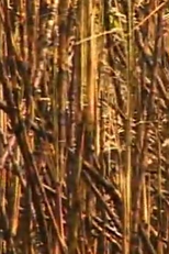 Histórias de um Brasil Alfabetizado (Histórias de um Brasil Alfabetizado)