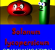 Solanum Lycopersicum Communication