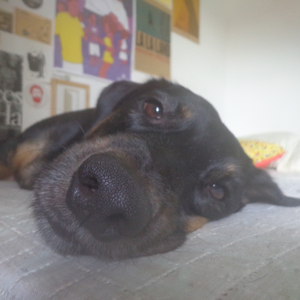 Foto de perfil de ste