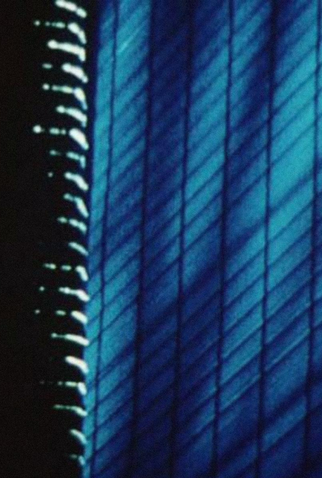 Poster 1 de Curta Convalescing (2000)