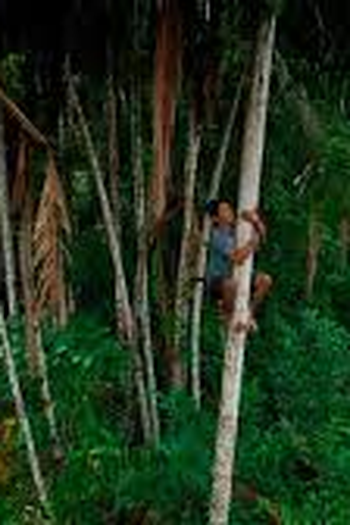 Poster de Filme Mamirauá (2018)