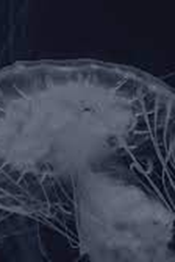 Poster de Curta Azul Profundo (2020)