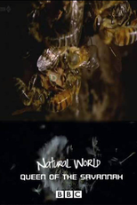 The BBC: Natural World - Queen of The Savannah (The BBC: Natural World - Queen of The Savannah)