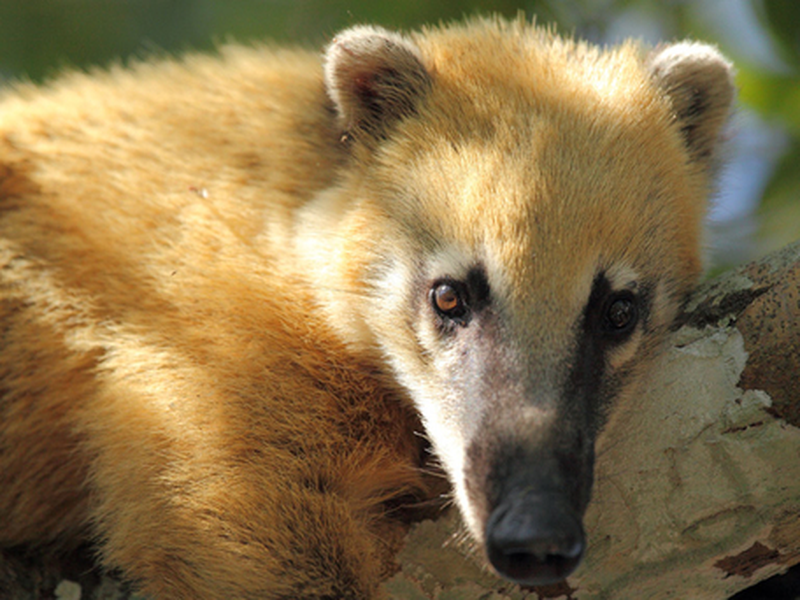 Foto 4 de Brasil Selvagem