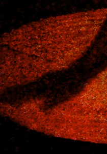 Materia Obscura (Materia Obscura)