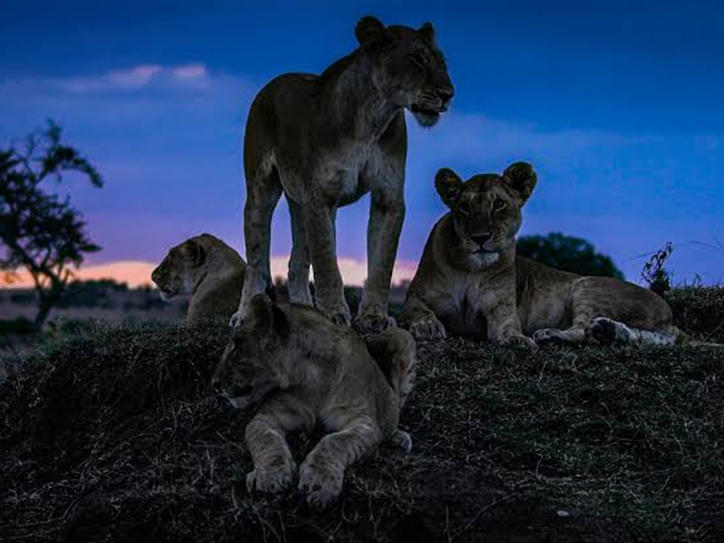 Foto 10 de A Terra à Noite