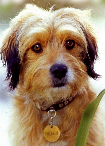 Benji | Filmow