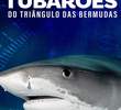 Tubarões do Triângulo das Bermudas