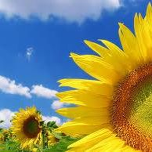 Foto de perfil de Charles