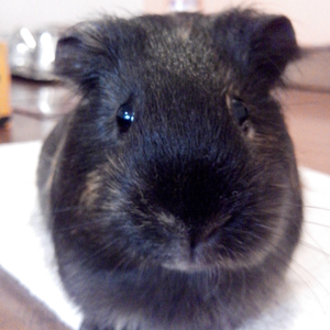 Foto de perfil de André