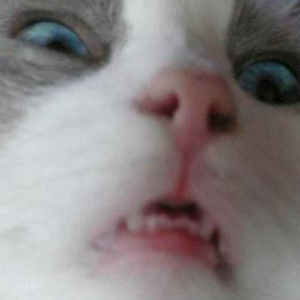 Foto de perfil de gabriela belarmino