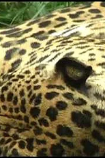 Xokxop Pet (Xokxop Pet)