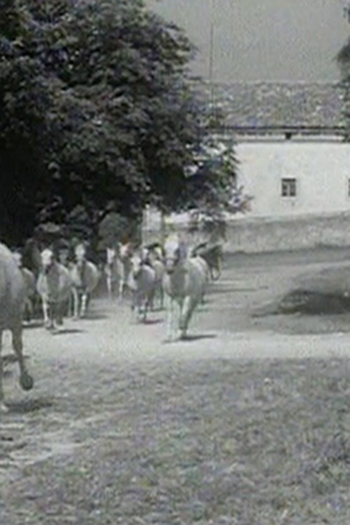 Poster de Episódio Horses Stampede (1966)