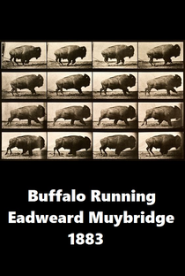Buffalo Running - Poster / Capa / Cartaz - Oficial 1