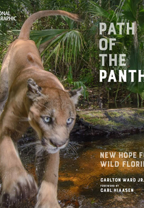 O Caminho da Pantera (Path of the Panther: New Hope for Wild Florida)
