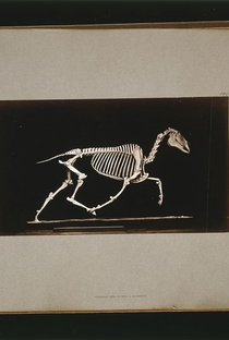 Skeleton of Horse - Poster / Capa / Cartaz - Oficial 1
