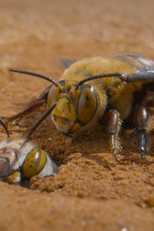 The Pollinators (The Pollinators)