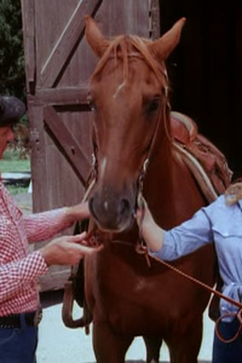 Poster de Episódio The Rustlers (1979)