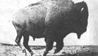 Buffalo Running 1883 Eadweard Muybridge, Very Early Film
