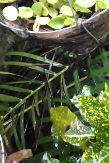 Poster de Curta Aluvião (2015)