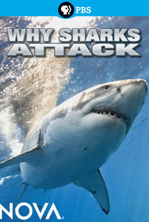 NOVA: Por que os tubarões atacam - Poster / Capa / Cartaz - Oficial 1