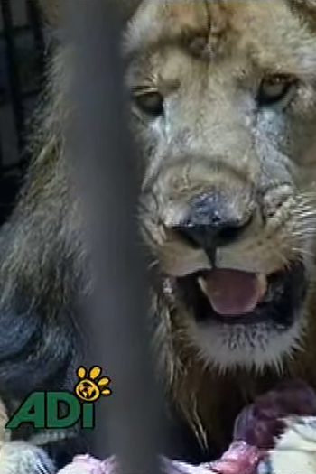 Poster de Curta Big Cat Rescue (2008)