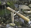 Bamboo