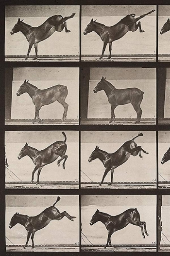 Poster de Curta Mule Kicking (1887)