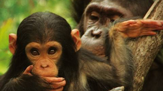 Trailer: Jane's Journey - Die Lebensreise der Jane Goodall