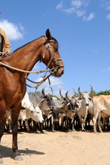 Sujeito Oculto na Rota do Grande Sertão (Sujeito Oculto na Rota do Grande Sertão)
