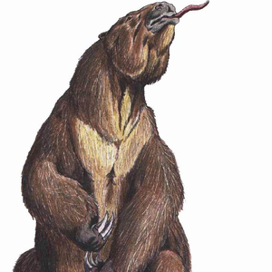 Foto de perfil de megaterio