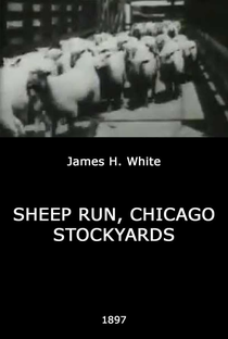 Sheep Run, Chicago Stockyards - Poster / Capa / Cartaz - Oficial 1