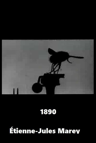 Poster 1 de Curta Mosquinha (1890)