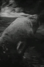 Polar Bear (Polar Bear)