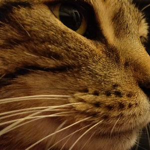 Foto de perfil de Terezinha