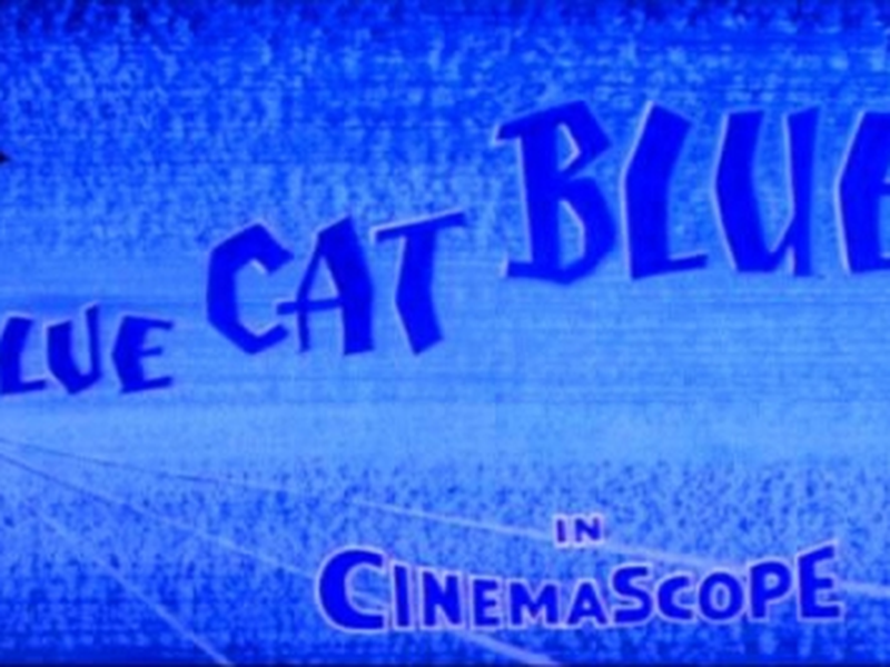 Foto 1 de Gato Desiludido