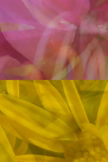 Mutus Floris (Mutus Floris)