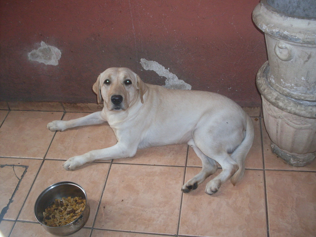 Thiago - Foto 5