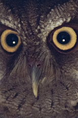 É NOITE NA AMÉRICA (É NOITE NA AMÉRICA)