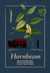 Hornbeam (Hornbeam)