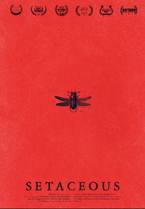 Setaceous (Setaceous)